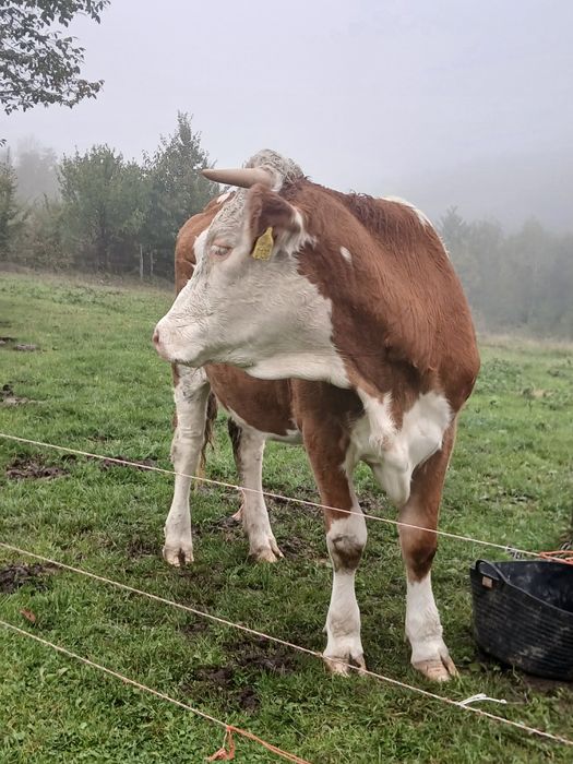 Vând juninca la prima fătare trebuie sa fete la 1  decembrie, blândă