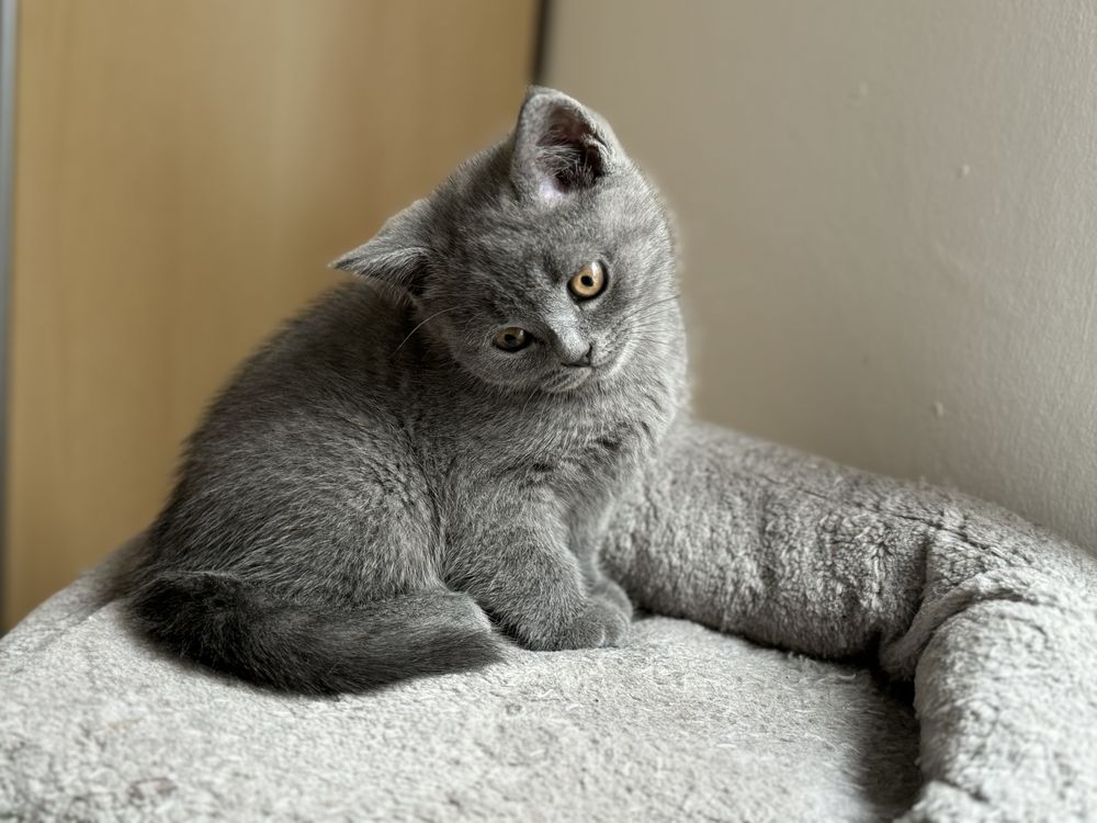 British shorthair