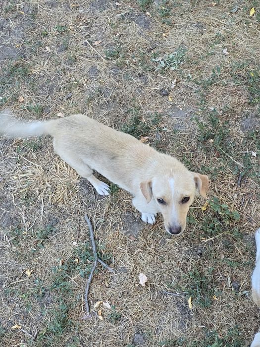 Donez câine de rasă mică