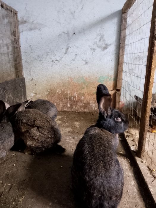 Iepuri de carne negri și uriaș german