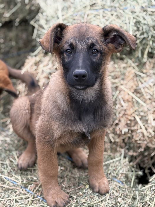 7 Catei si 3 pisici spre adoptie