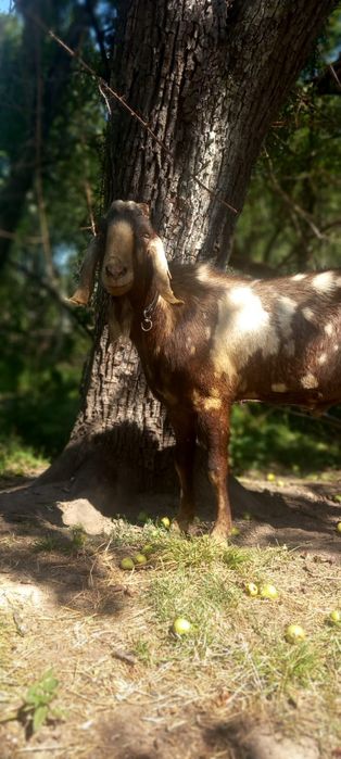 Tap anglo nubian schimb cu pui de Kangal