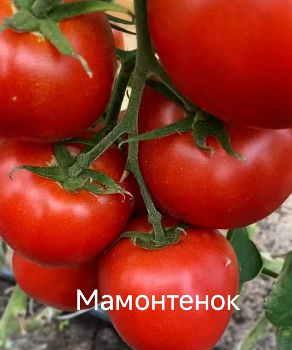 Продаются семена томатов