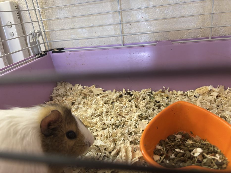 Морско свинче със клетка