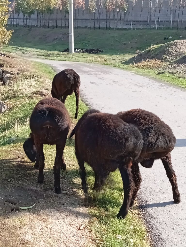 Soĝlom qoylar sotiladi