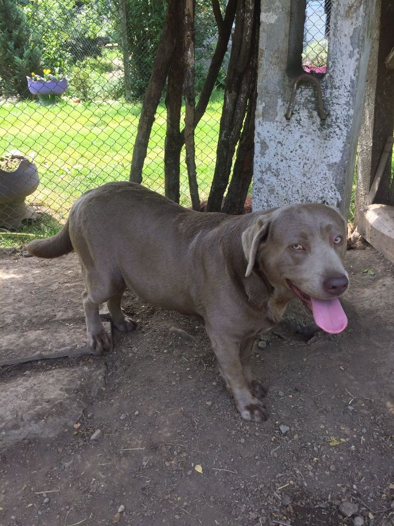 Labrador ciocolatiu