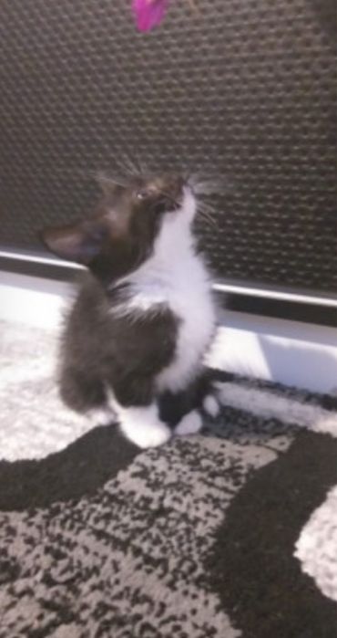 Pui de pisica siberiana de padure