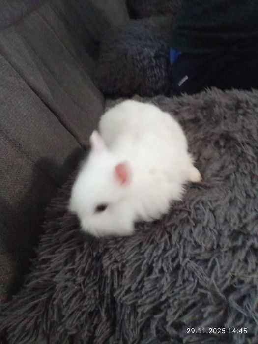 декоративни зайчета