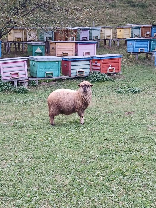 Vând 2 miele de 8 luni