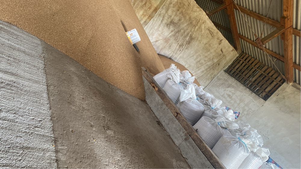 Grâu producție 2025