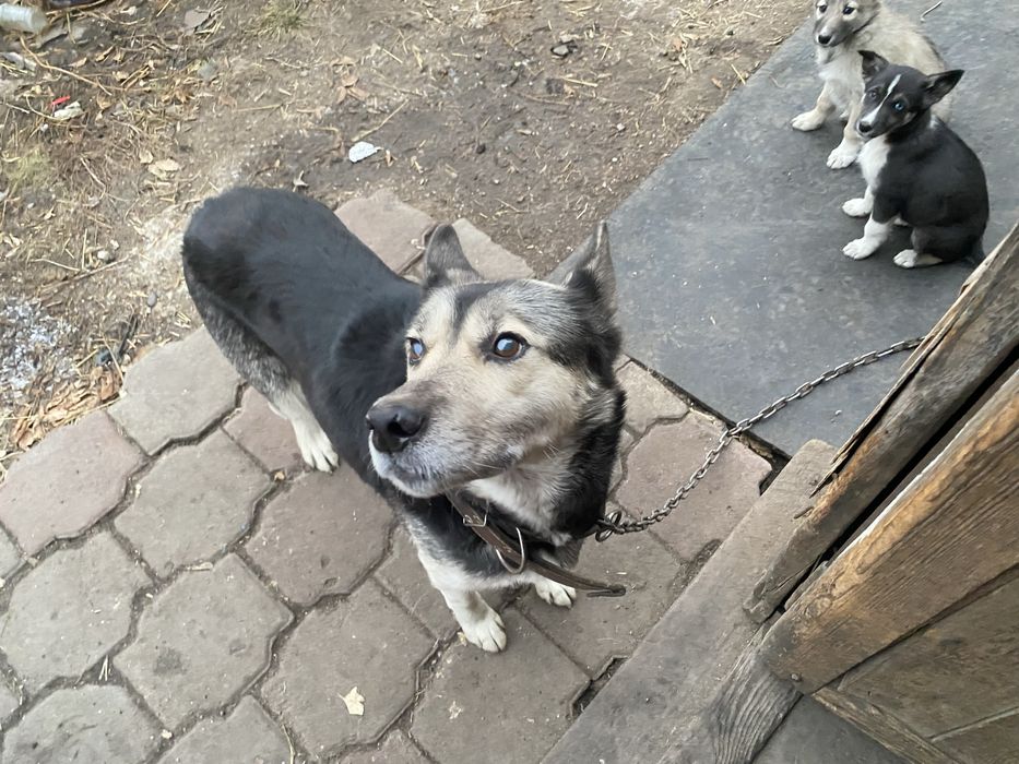 Отдам даром щенят , мама хаски с авчаркой