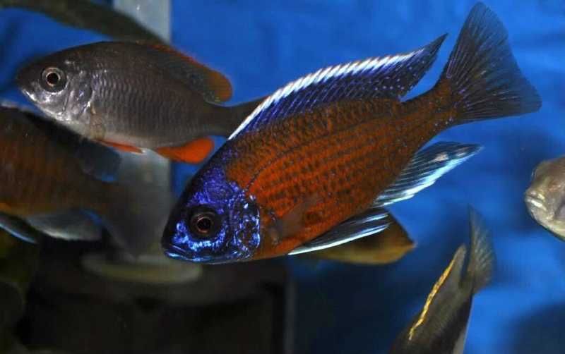 Продам цихлид Каданго