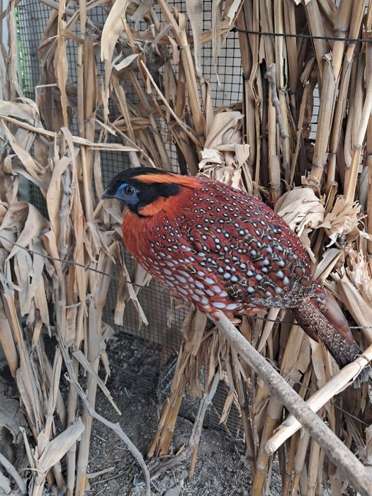 Fazani exotici pasari