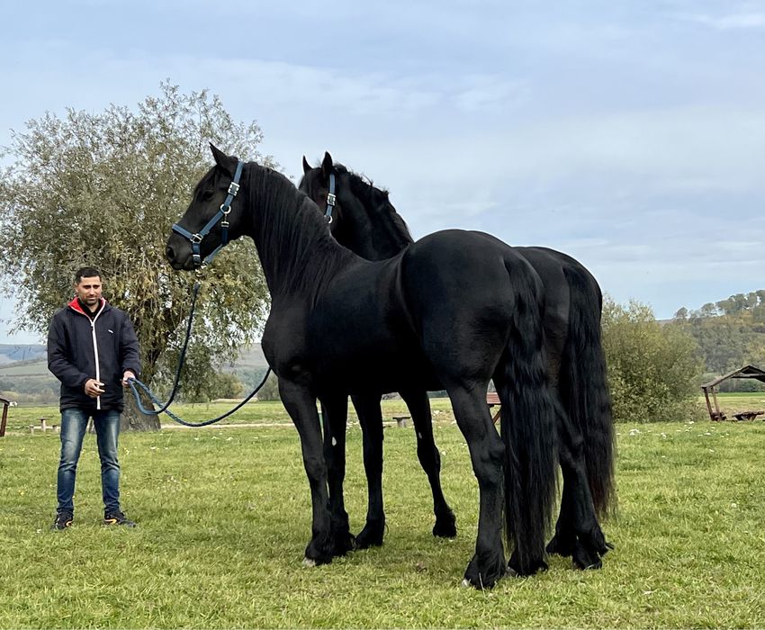 Armasari Friesian pereche Frizian