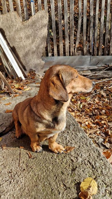 Dau spre adoptie femela tekel oradea