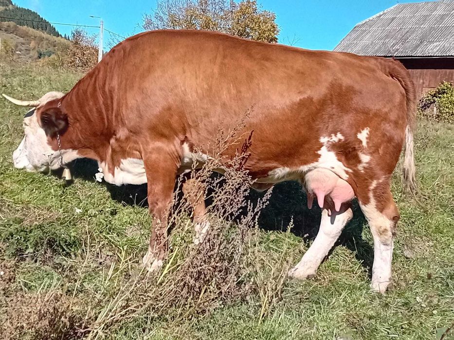 De vânzare vaca cu vitel