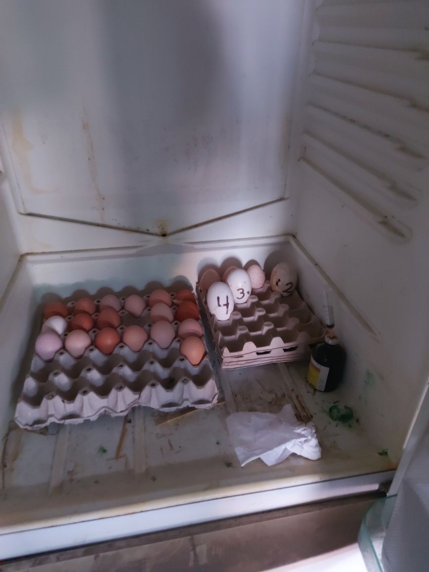 Яйца от свободни и щастливи кокошки