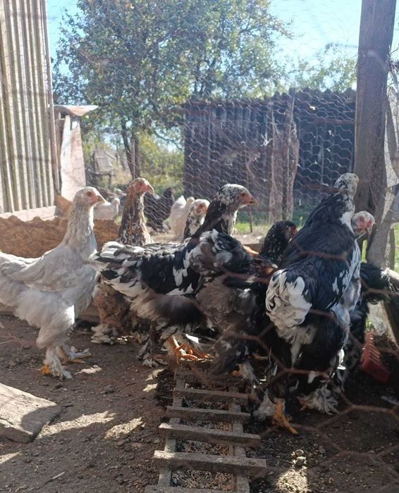Cocosi brahma bobat, portelan si isabel