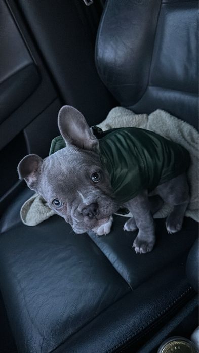 Френски Булдог Blue/син - женска