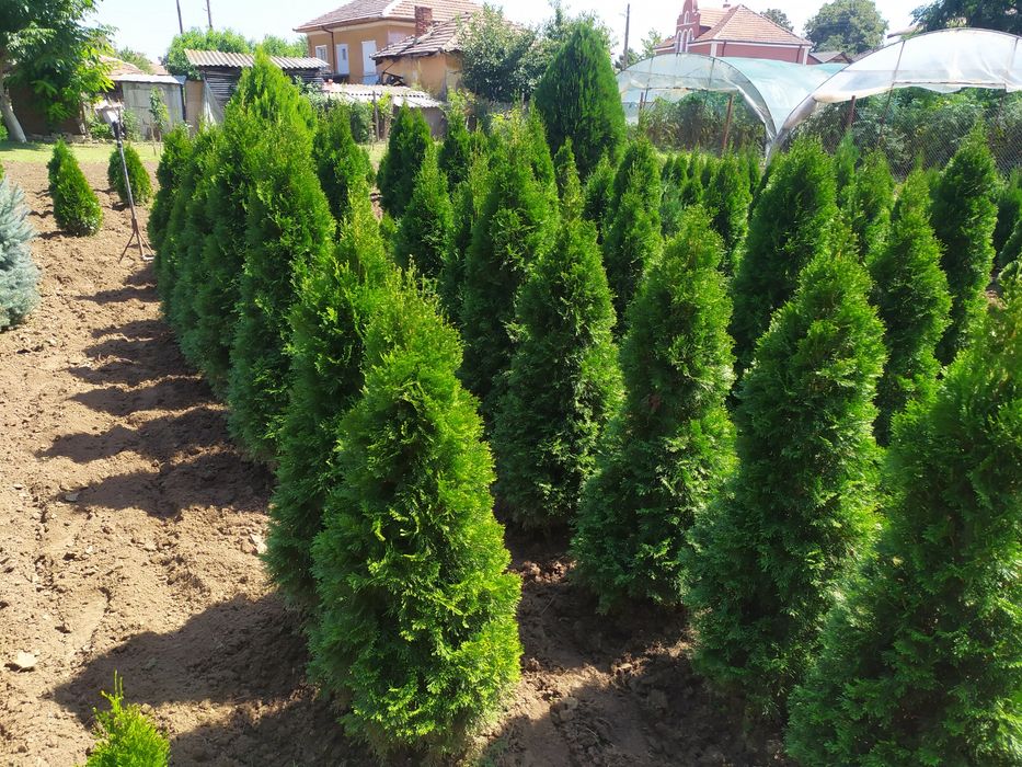 Туя собствено производство!