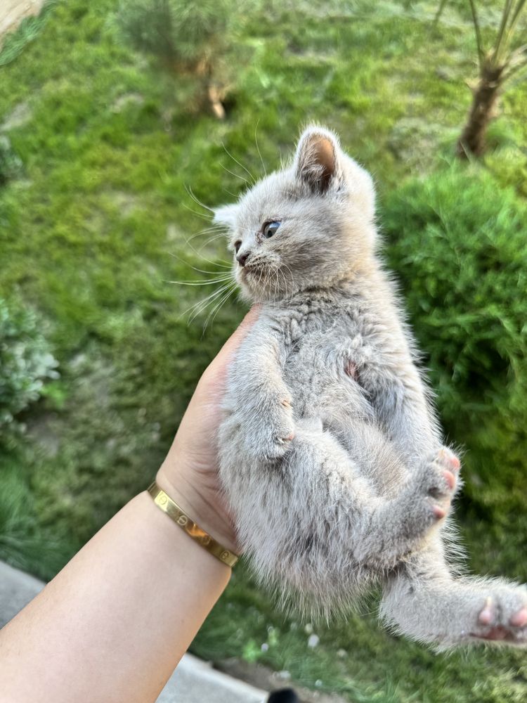 Котята скоттиш фолд,страйт