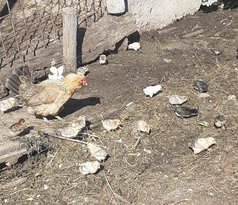Vând pui de găină
