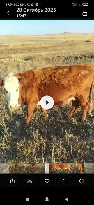 Молочная корова, стельная