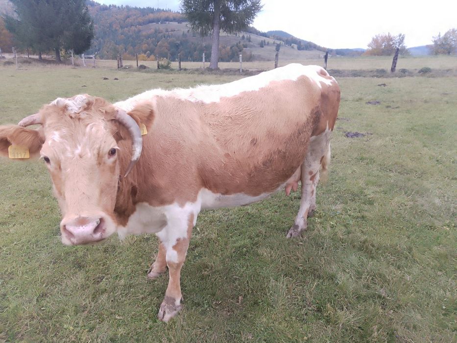 Vaca de vânzare.