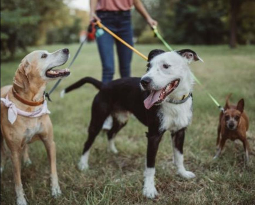 Разходка на кучета-12 лева!