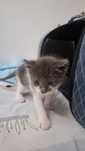 Adoptie pisicute
