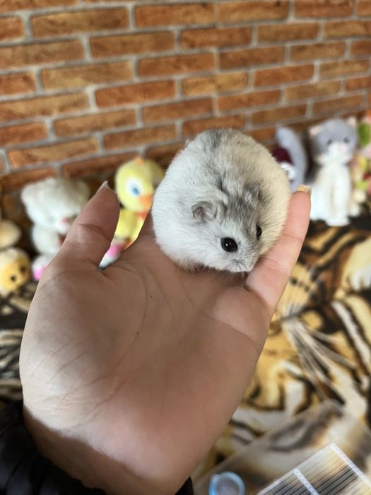 Hamster cu tot cu cusca si cu toate accesoriile