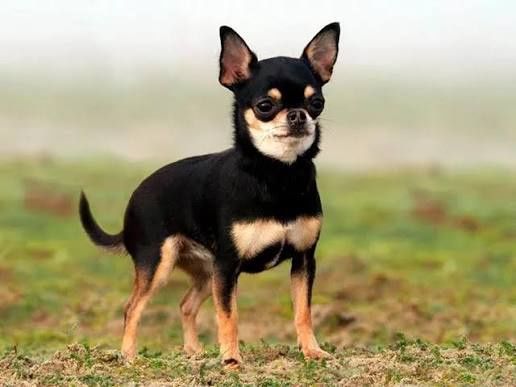 Отдам за символическую сумму