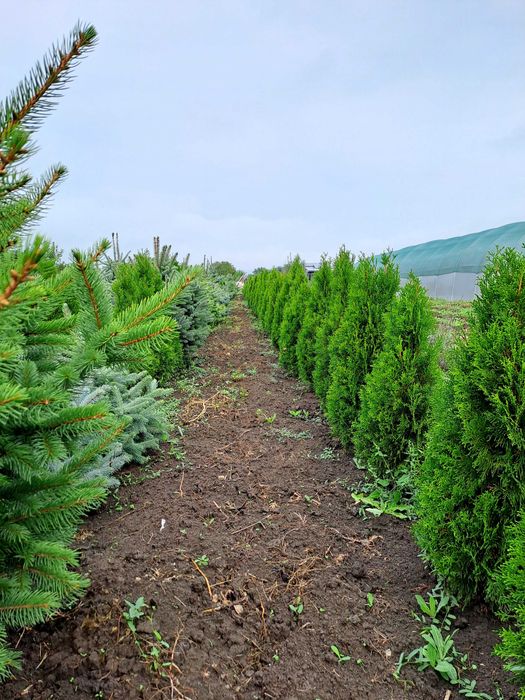 Tuia Smaragd  de vînzare