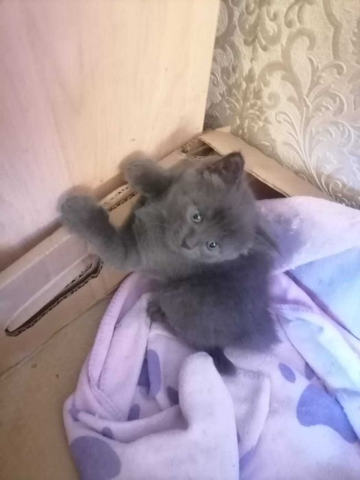 Котята в ответственные руки