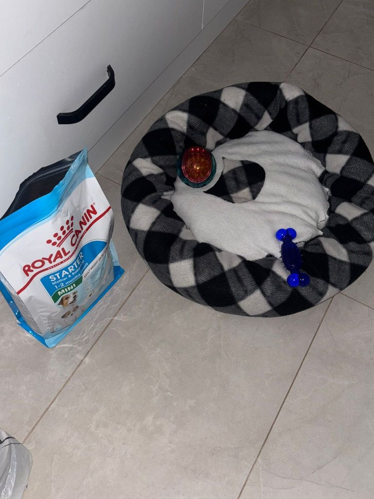 Fetita bichon havanez,  6 saptamani