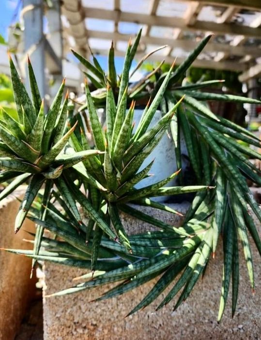 Сансивьерии разных сортов