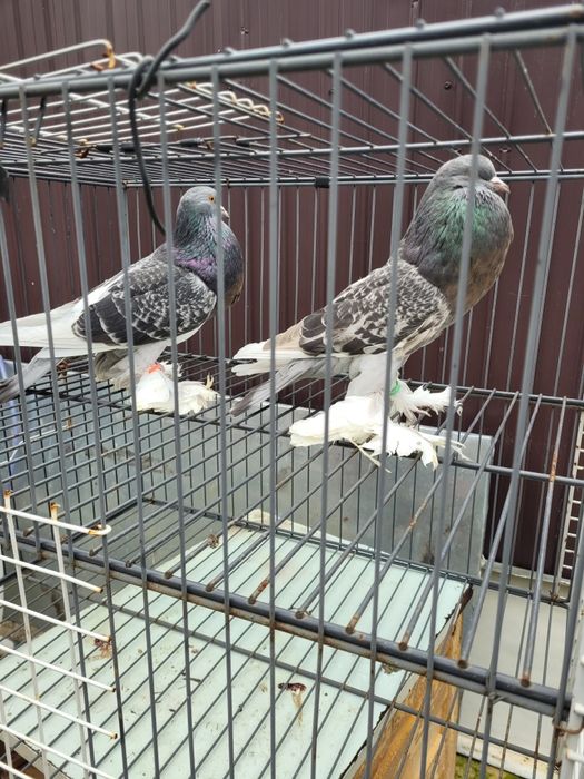 Schimb cocos rasa Sebright și femele Gusat de Pomerania cu masculi