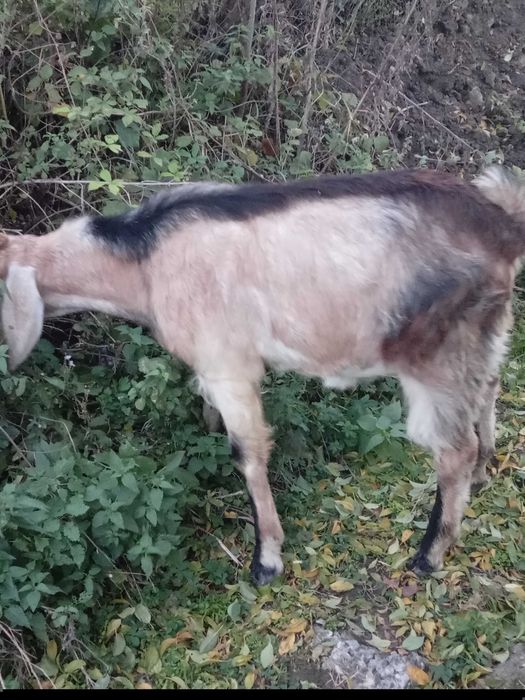 Tap metisi anglonubian