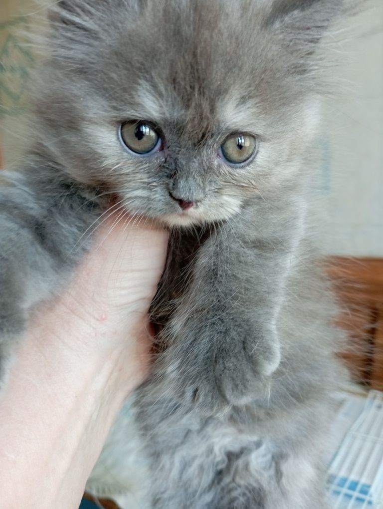 Котёнок 2 мес. девочка