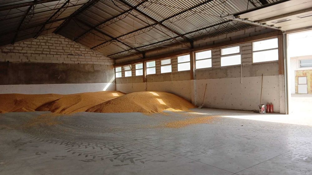 Vand porumb si grau recolta 2025