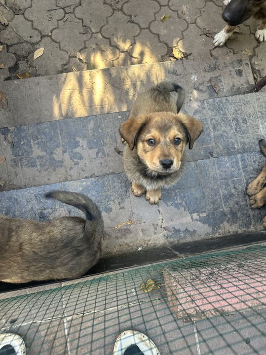 Donez catelusi 2 luni