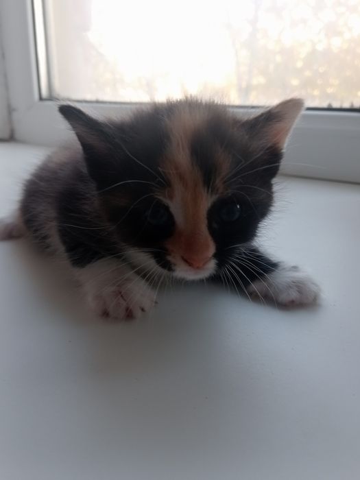 Котята бесплатно