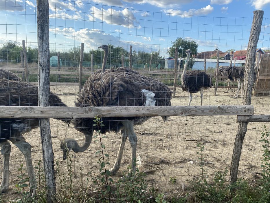 Strut negru african de vanzare