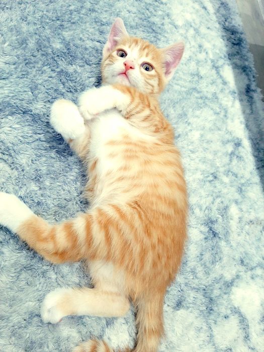 Домашние кошки  Отдам в хорошие руки