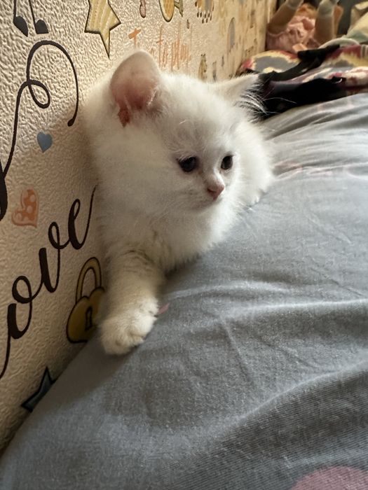 Белый котенок скотиш страйт