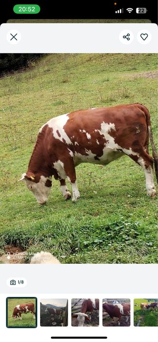 Juninci de vanzare gestnate 7 luni