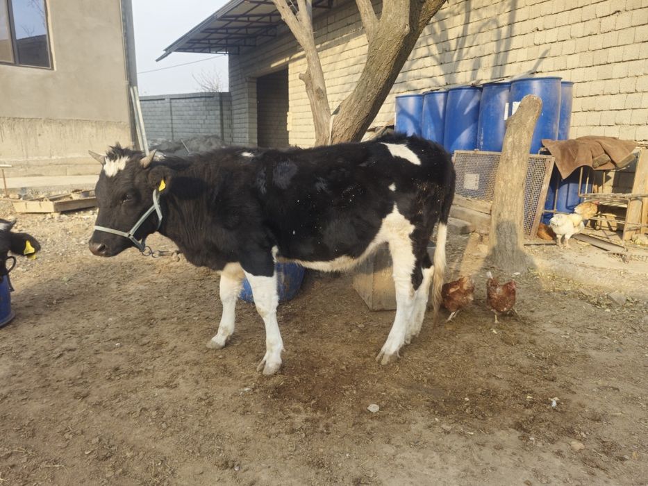 Сиыр буаз қалада тұр