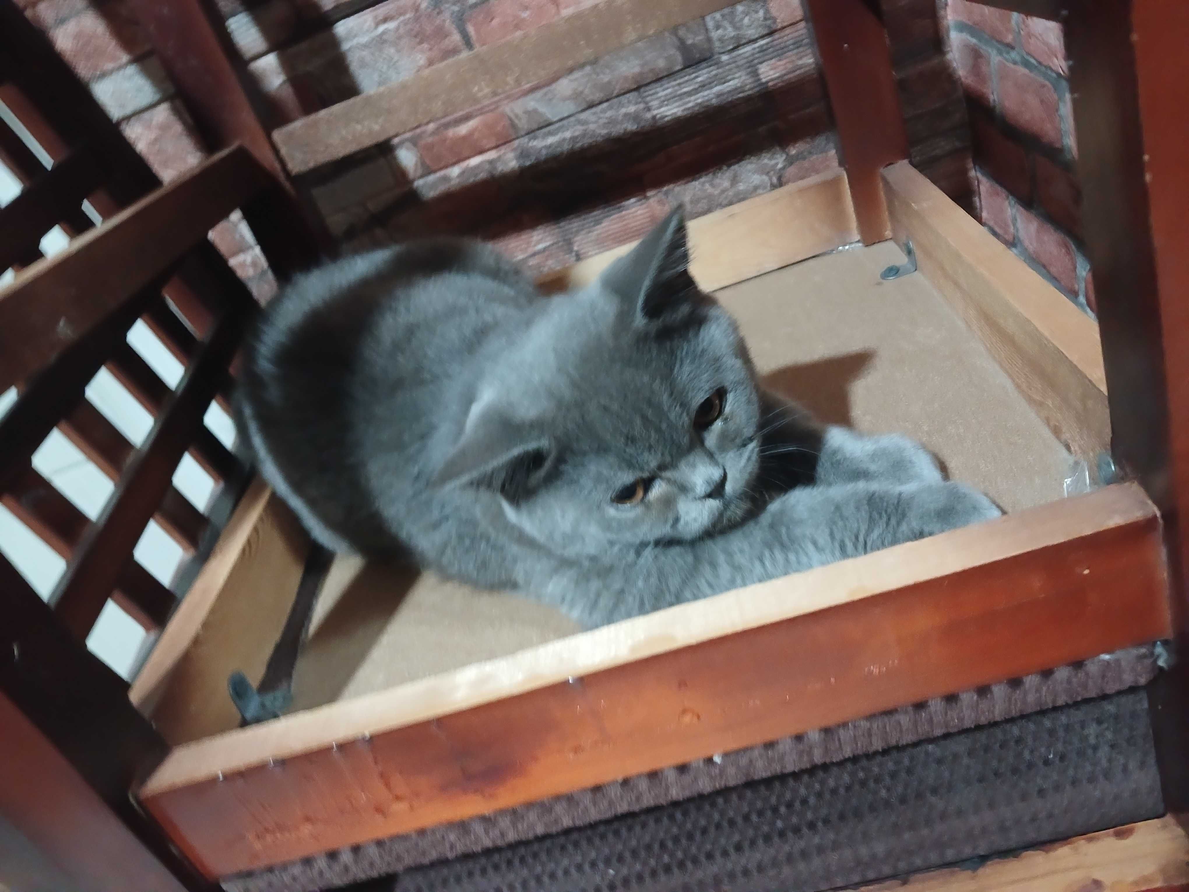 Продаётся кот,мальчик