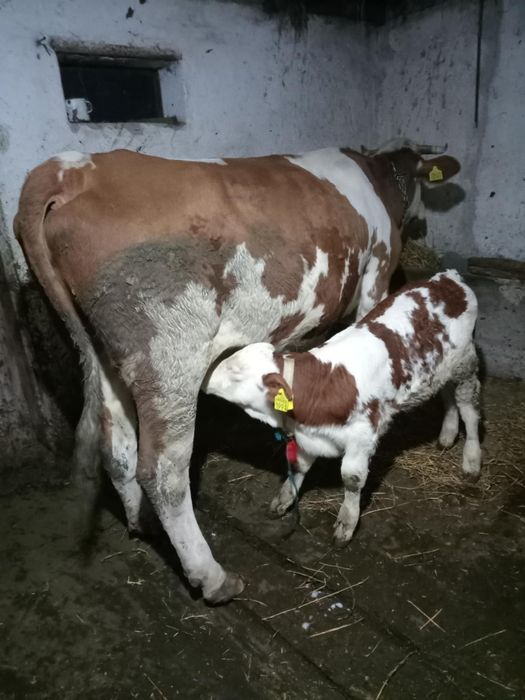 6 Vaci cu viței de vânzare