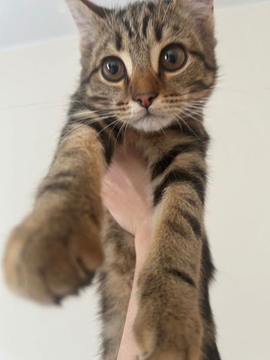 Отдам котенка бесплатно